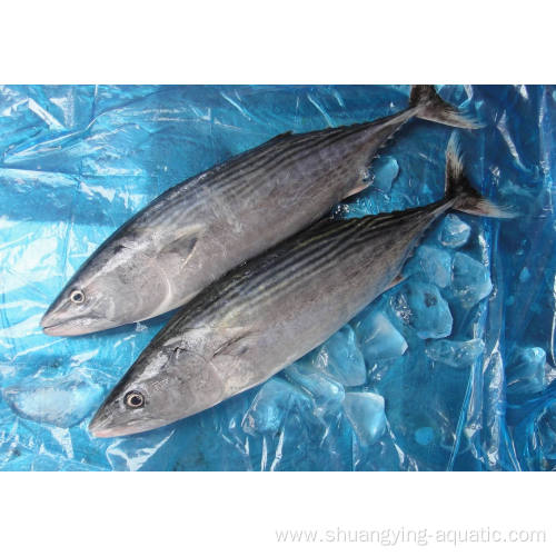 Frozen Bonito Fish Whole Round For Canned